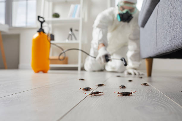 Commercial Kitchen Cockroach Control in Alliance